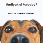 Gut Pro - Pet Probiotics