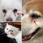 Gut Pro - Pet Probiotics