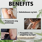 Himag Herbal Oil