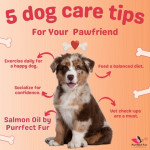Salmon Oil