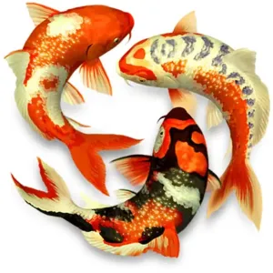 Koi Enthusiasts